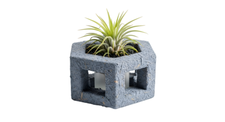 Air plant in cube shaped gray planter isolated on transparent background is shown