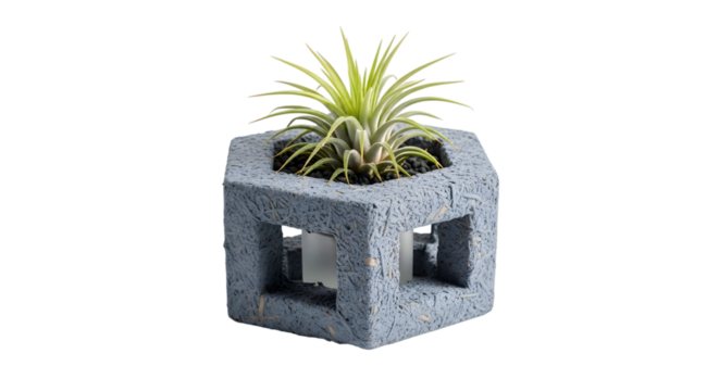 Air plant in cube shaped gray planter isolated on transparent background is shown