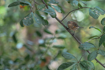 Yellow rump on branch