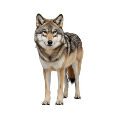Fototapeta premium wolf isolated on white background
