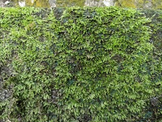 Dense, vibrant green moss covering a wall, creating a rich, organic texture. A lush, natural carpet of tiny plants