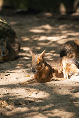 Relaxed Patagonian Mara on Sandy Ground in Nature, Surrounded by Blurred Companions and Dappled Sunlight, Instilling Calmness and Serenity