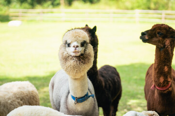 Naklejka premium Playful alpacas in a sunny field displaying unique fluffy coats and charming expressions, showcasing the beauty of nature and farm life in a serene setting