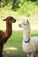 Naklejka premium Two Adorable Alpacas in a Lush Green Pasture with Bright Sunlight Highlighting Their Unique Features and Playful Interactions in Nature