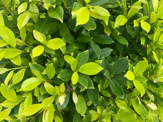 Bright green leaves pattern background texture of nature forest foliage