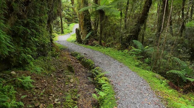Pfad, Wald, moosbewachsenen, Riesenfarn, Sommer, Lake Matheson, Fox Glacier, S&uuml;dinsel, Neuseeland, Ozeanien