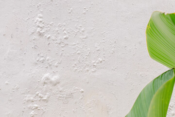 A white wall with green leaves. Copy space.
