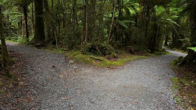 Pfad, Wald, moosbewachsenen, Riesenfarn, Sommer, Lake Matheson, Fox Glacier, S&uuml;dinsel, Neuseeland, Ozeanien
