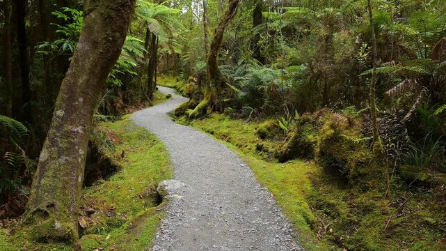 Pfad, Wald, moosbewachsenen, Riesenfarn, Sommer, Lake Matheson, Fox Glacier, S&uuml;dinsel, Neuseeland, Ozeanien