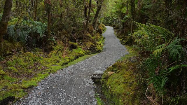 Pfad, Wald, moosbewachsenen, Riesenfarn, Sommer, Lake Matheson, Fox Glacier, S&uuml;dinsel, Neuseeland, Ozeanien