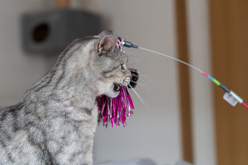 おもちゃで遊ぶ可愛い猫　サバトラ猫