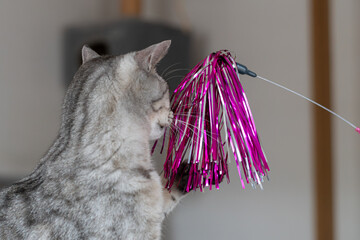 おもちゃで遊ぶ可愛い猫　サバトラ猫