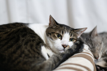 窓辺でくつろぐ猫　キジトラ白