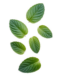 Fototapeta premium Green mint leaves scattered isolated on a transparent background