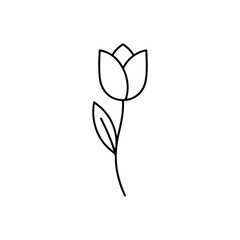 Illustration of a tulip flower isolated on