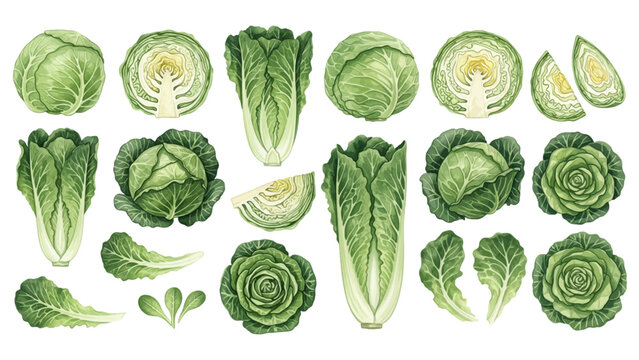 A collection of realistic illustrations featuring green cabbage and romaine lettuce, shown whole, cut in half, and as single leaves on a transparent background.