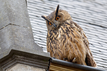 Eurasian eagle-owl