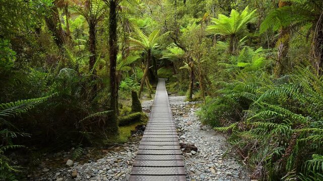 Holzpfad, Wald, moosbewachsenen, Riesenfarn, Sommer, Lake Matheson, Fox Glacier, S&uuml;dinsel, Neuseeland, Ozeanien