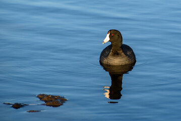 American Coot in Sunlight Floating on Lake Water, El Dorado Park, Long Beach, California