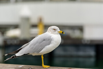 Obraz premium Ring-billed Gull Standing on Dock Railing, Shoreline Village, Long Beach, California