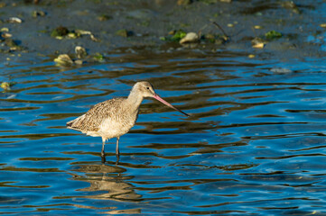 Marbled Godwit (Limosa fedoa) Wading in Blue Water El Dorado Park Pulling Plant Material Long Bill