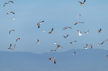 Mixed Flock of Gulls and Shorebirds Flying Above Bolsa Chica Wetlands With Distant Mountains