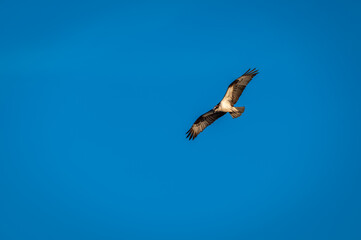 Osprey (Pandion haliaetus) Circling Against Blue Sky Bolsa Chica Wetlands, Orange County, California
