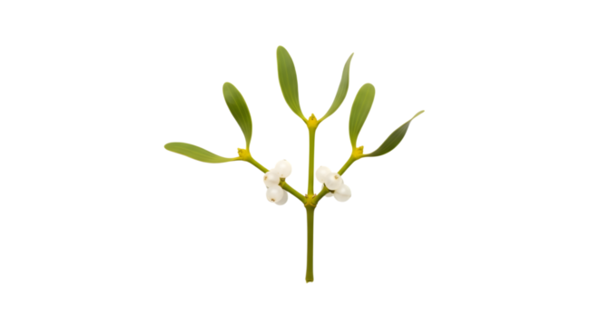 A sprig of mistletoe with white berries isolated on transparent background