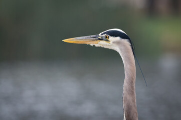 Great Blue Heron Profile at El Dorado Park Lake