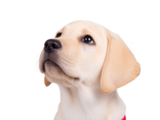 Yellow labrador retriever puppy looking up with soft expression, close up portrait, isolated on transparency background, adorable young dog, smooth fur, floppy ears, gentle eyes