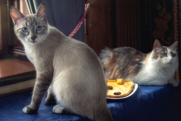 Two adorable cats on a table