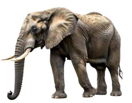African elephant isolated on white background, transparent PNG