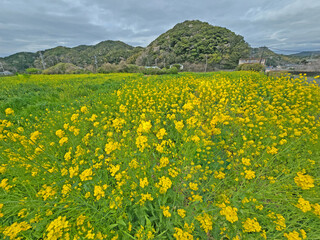 Vibrant yellow rapeseed flowers bloom in a field with rolling hills in the background