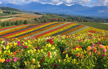 Colorful flower fields in Hokkaido, Japan, with mountains in the background under a blue sky