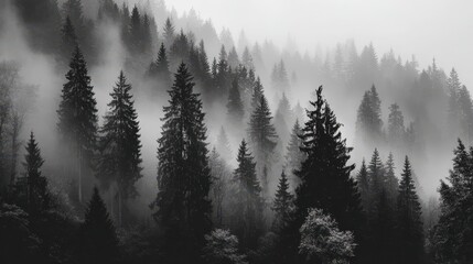 Misty forest landscape with tall trees shrouded in fog during early morning light