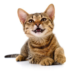 Cute tabby kitten isolated on white background meowing