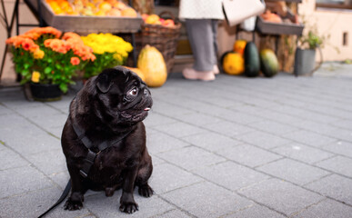 Black pug dog sits on the street against the background of a blurred fruit and flower shop. The dog has a harness. He turned his head to the side. Training. The photo is horizontal and blurred