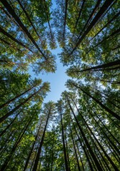 Fototapeta premium Looking up through a dense woodland canopy reveals the crisp, bright expanse of a perfect azure summer sky high above the tranquil forest floor, vegetation, high, nature