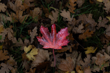 A large red maple leaf on an autumn carpet of yellow leaves.
