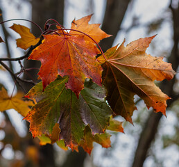 Multicolored autumn leaves on a tree.