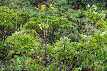 Cheirodendron trigynum, ʻŌlapa or common cheirodendron, is a species of flowering plant in the ginseng family, Araliaceae. Poamoho Trail, Wahiawa, Honolulu, Oahu, Hawaii. Koʻolau Range 