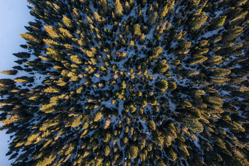 Aerial drone picture of evergreen forest covered with patches of snow at sunset in PNW -Washington State, USA. Top down view of pine trees perfect scenic background for nature or travel lovers
