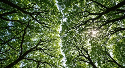 Fototapeta premium A dense overhead layer looking up into the interconnected branches and leaves of a mature forest creating a lush green roof. Sunlight filters through ,outdoors ,green ,light