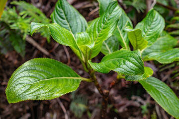 Hydrangea arguta, Broussaisia arguta, the kanawao, is a species of perennial flowering plant in the Hydrangea family, Hydrangeaceae. Poamoho Trail, Wahiawa, Honolulu, Oahu, Hawaii. Koʻolau Range