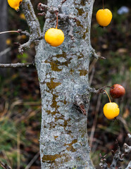 Autumn tree with yellow apples. Mold on a tree trunk. © PRAPS