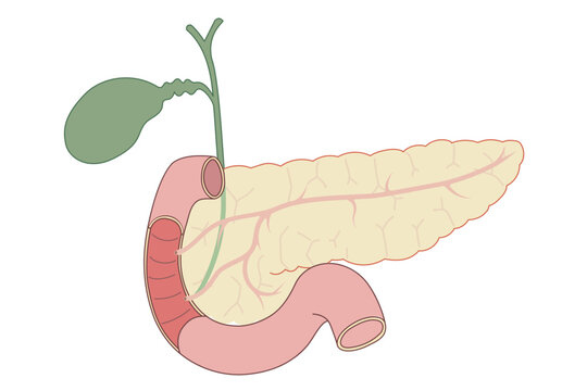 膵臓から胆のう、内臓と十二指腸のイラスト