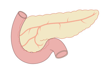 膵臓から胆のう、内臓と十二指腸のイラスト