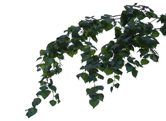 Photo of a natural birch branch on a transparent background © Валерий Плотников