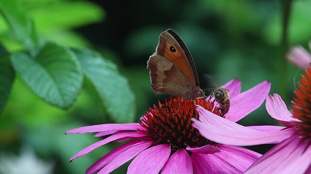 clip of a female maniola jurtina the gatekeeper butterfly on a echinacea blossom