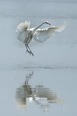 white heron in flight